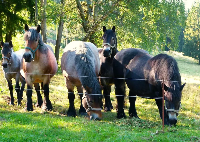 Haus Am Brand In Nahe Rennsteig Oberhof *